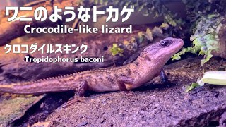 【No 2】ワニのようなトカゲ！土壌のテラリウム Lizard like a crocodile! Terrarium of soil