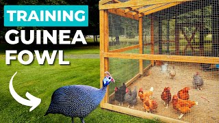 8 Tips for Training Guinea Fowl to Go into their Coop at Night