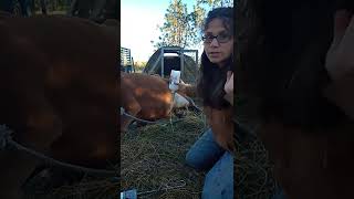 Calcium Iv For A Cow With Milk Fever