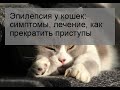 Эпилепсия у кошек: симптомы, лечение, как прекратить приступы