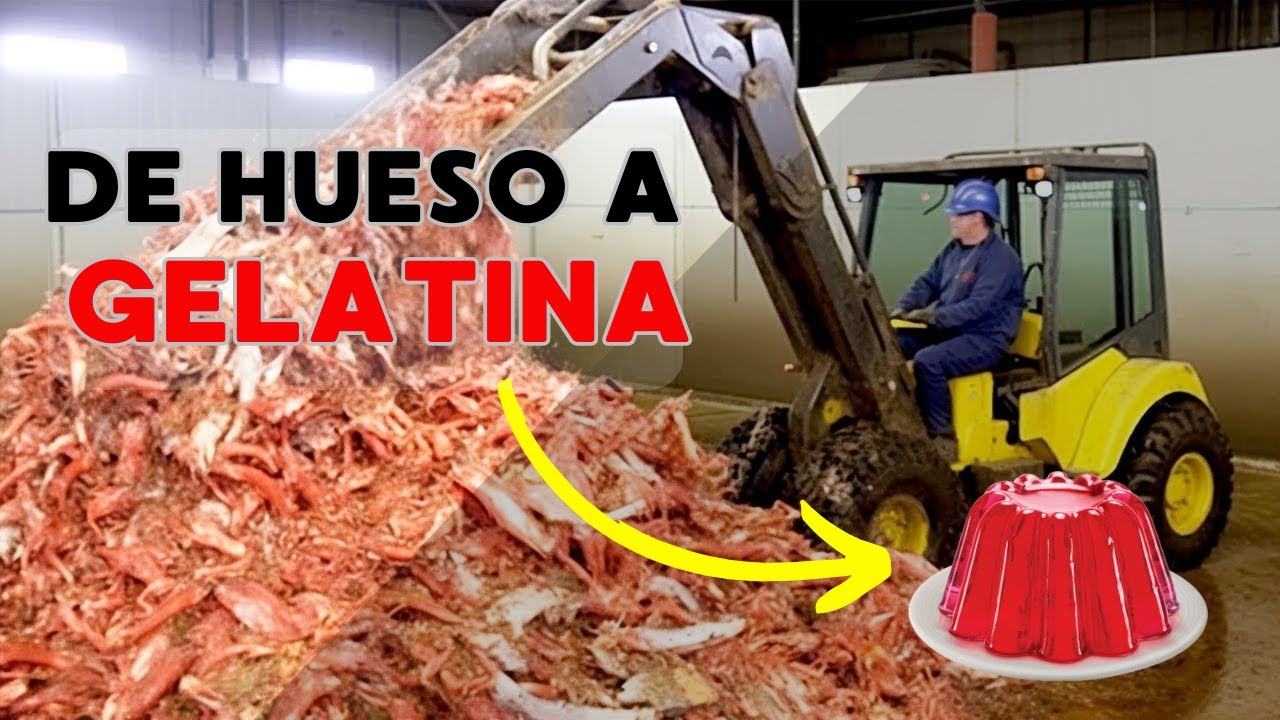 COMO se HACE la GELATINA / Cómo se PRODUCE la GELATINA [PROCESO