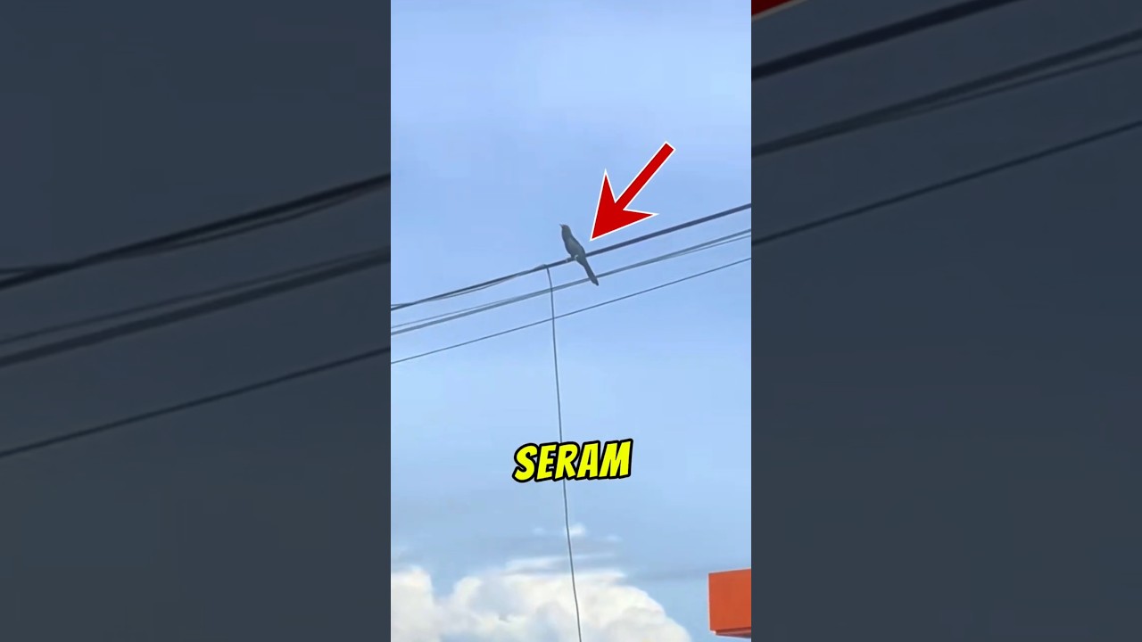 Burung Paling Seram Di Malaysia! 😱 (Scammer Alam Haiwan)