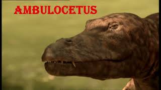 Ambulocetus