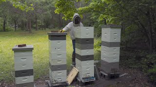 Honey & Hot Hive Update