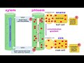 Types of Plant Tissues