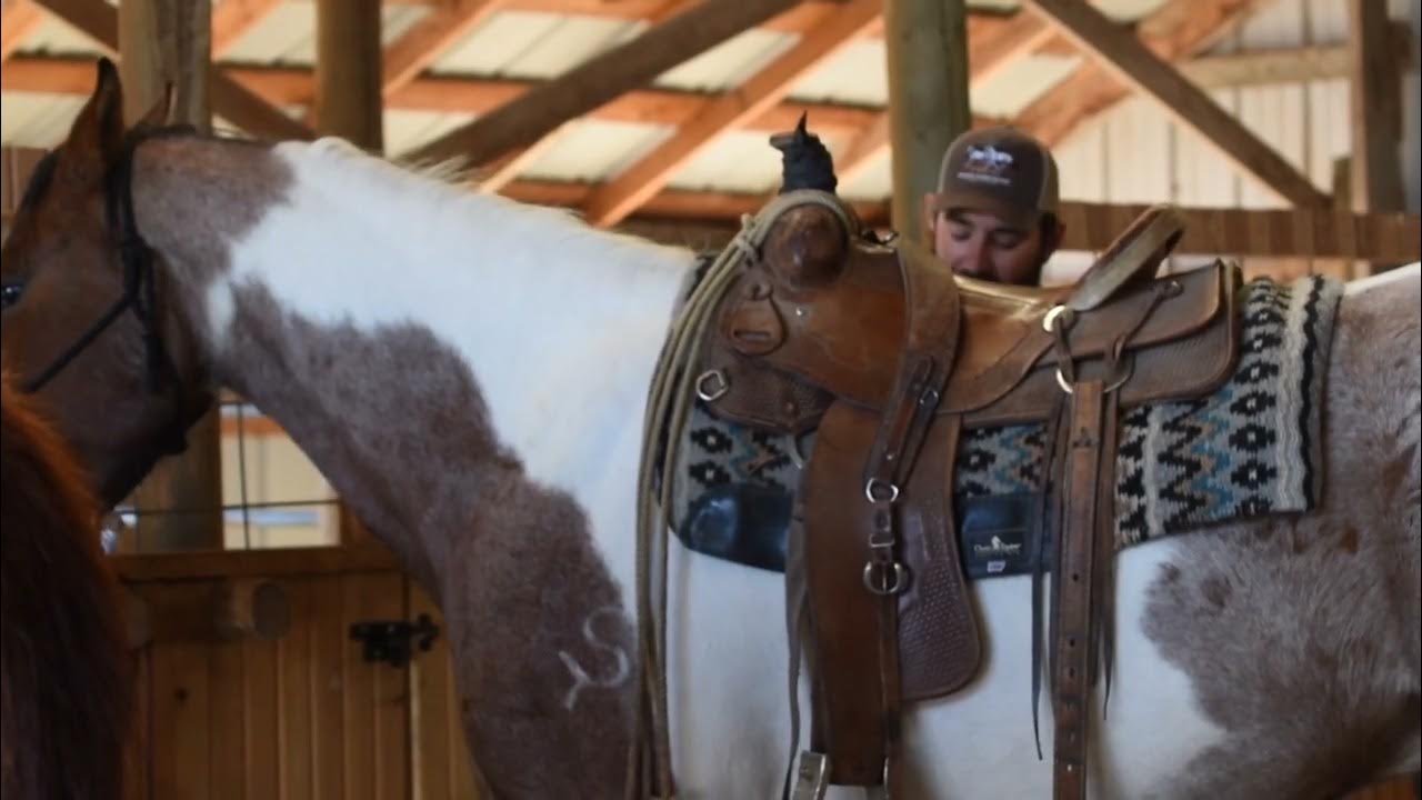 Lot 23 Chomp Legend Buttes Horse Sale YouTube