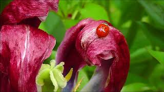 Es ging ein Maidlein zarte - death and the maiden - Johannes Brahms + Maria N. Hoffmann