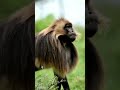 Gelada Monkey #facts #interestingfacts #wildlife #animals #funfacts #adorefacts #factsdaily