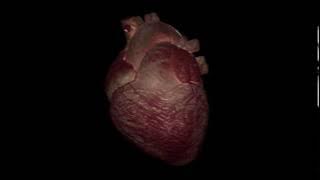 Heart Beating Animation