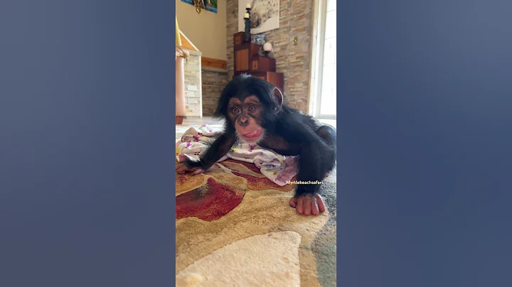 Stronger every day 💪🏽 #chimp #chimpanzee #monkey #baby #babygirl