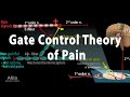 Gate control theory of pain animation