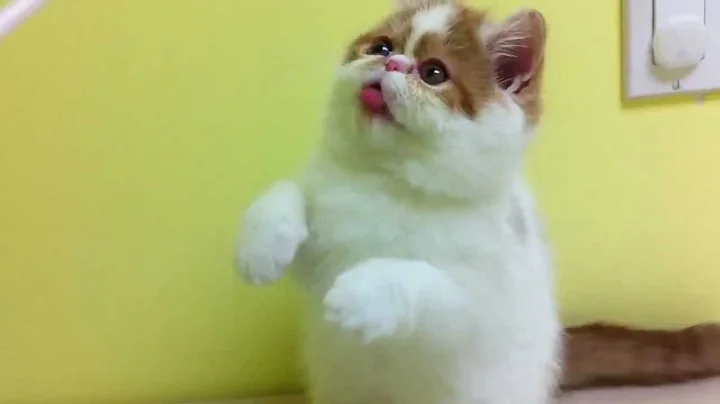 Watch the video about Red tabby & white exotic