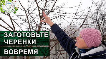 Черенки для прививки. Как, когда и где срезать, заготовить черенки для прививки деревьев.