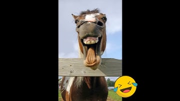 FPV Drone Fail - Funny