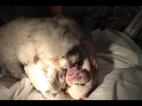 77+ Newborn Maltese Baby