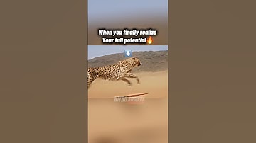 Cheetah outruns motorcycle 🔥 #shorts