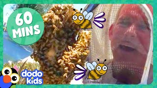 60 minutes of honeybees and other buzzy scaly slithering animals dodo kids animal videos