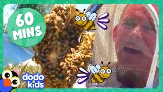 60 Minutes Of Honeybees And Other Buzzy, Scaly, Slithering Animals! | Dodo Kids | Animal Videos