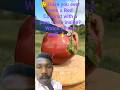 :🔴 Red Coconut Cutting! Pure White Inside 😲🥥# fruit #trending #bablu short #viral #youtube short