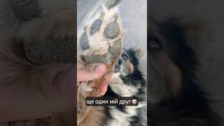 “Богемського ческа вівчарка”🐕🐶🩵💛