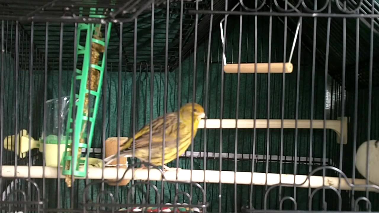 Fife canary singing YouTube