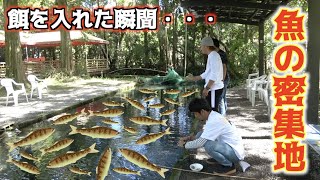 数千匹いる魚の群れの中にエサを入れると・・・