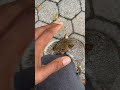 Pov average simp moment in nyc nyc simp wtf squirrel nature fun