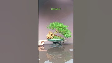 Tiểu cảnh mini. Bonsai S