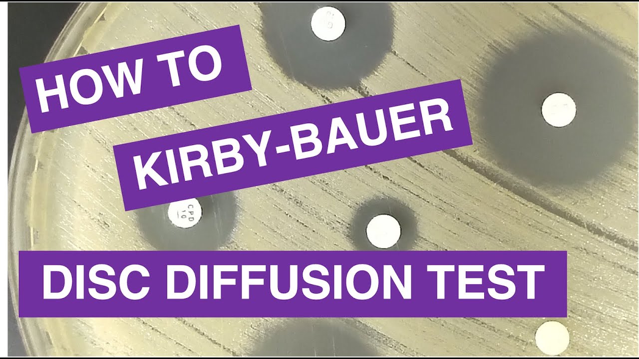Disc Diffusion (Kirby-Bauer) Antimicrobial Susceptibility Testing - YouTube