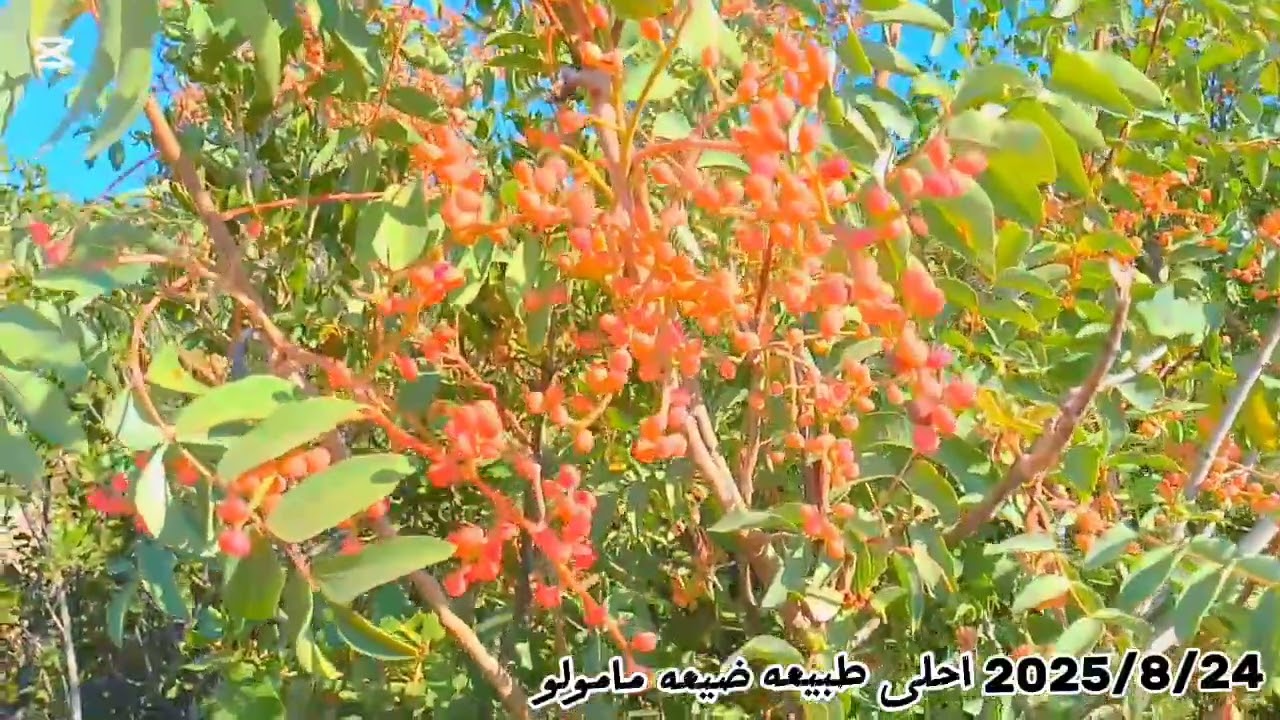 ضيعه مامولو ❤️❤️📷🎬