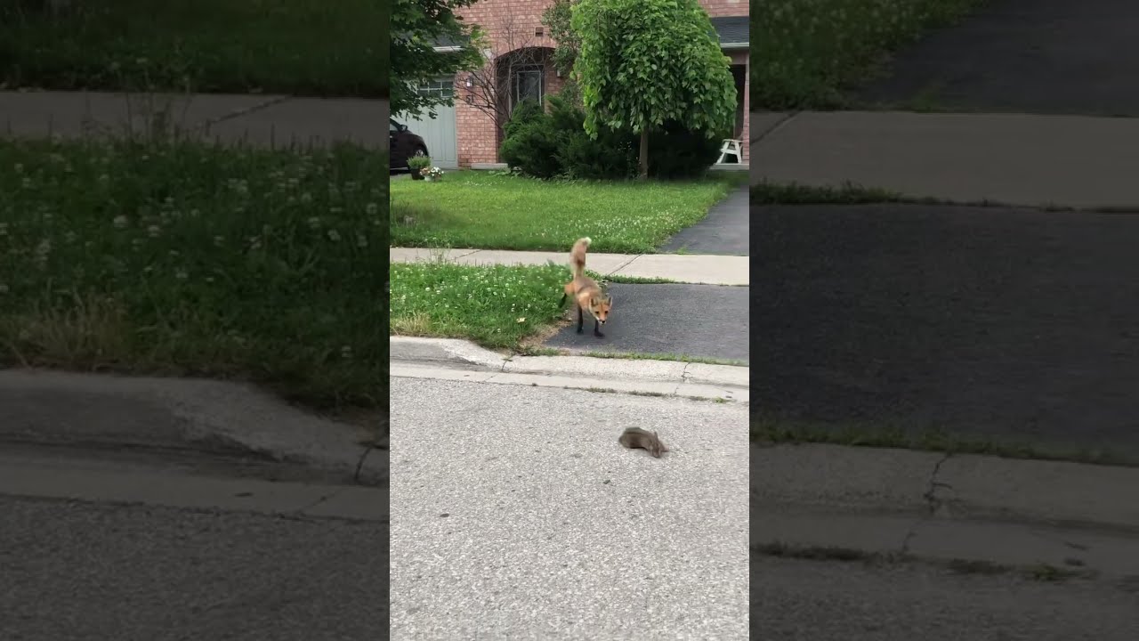 Fox Caught A Poor Baby Bunny