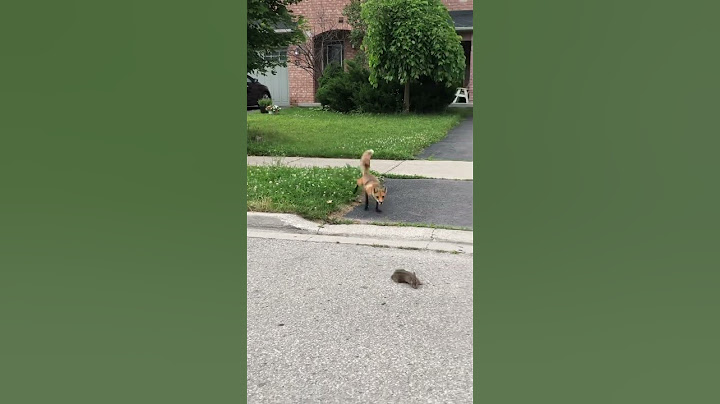 Fox caught a poor baby bunny..#bunny#fox