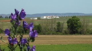 Vignette de la vidéo "Os Lirios são lirios - Musica Tradicional do Alentejo"