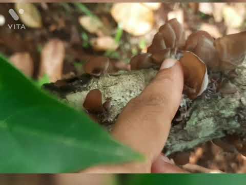 Video: Ano ang symbiotic na relasyon sa lichens?
