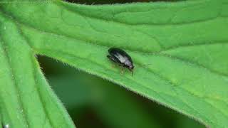 Cabbage-stem Flea Beetle (Psylliodes chrysocephala) - Brighton, May 2021 Before you read the commentary, watch the video.

In the final stages, the beetle flies away. Fascinated at how it simply appeared to disappear (so to speak) in an instant, I then slowed the act down to just ONE percent of it's original speed, to try to gauge the mechanics of its swift exit.

Watch and see if you can spot how it does it. Feel free to comment below.

To the beetle itself:

The UK, along with the EU has experienced a significant reduction in Rape Seed yields, partly through weather patterns and partly due to infestations of 'pests' such as this beetle, which feeds off and damages the young shoots.

It also feeds on other Brassica and can be found on almost any vegetation.

Having mated in September, eggs will be laid in October at the base of plants, when hatched the larvae may enter and eat the leaf petioles (the stems which lead from the stalk to the leaf) stopping only when temperatures drop below 3C, which prevents the larvae functioning. 

In March or April they move to the main stem and f