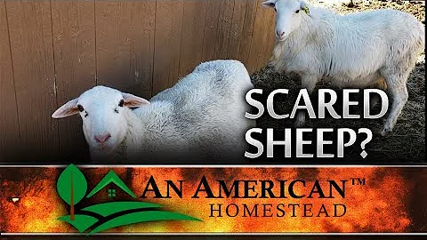 What do you do if a sheep runs at you? (2023)