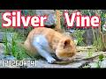 The Trucat Show: Silver Vine, the "Wand of Joy" 【20240604-CatTales-Asmr】StrayCatSanctuary No.1 #asmr
