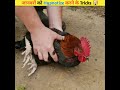 जानवरों को hypnotize करने के Tricks 😱🤯 #shorts #viral #facts