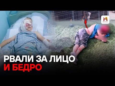Под Алматы собаки