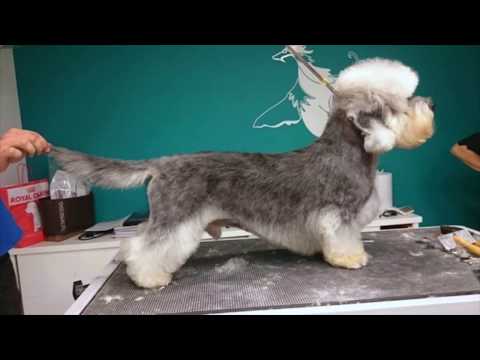 Video: Dandie Dinmont Terrier