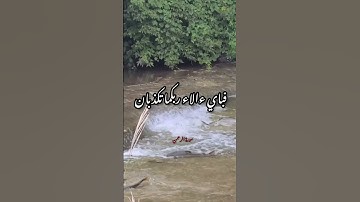 سورة الرحمن قاري نورين النور الهادي #سورة #القرآن #quran #الله #reels #viral #تلاوة #اللهم #تلاوات