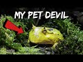 My New Pet Devil (Surinam Horned Frog)