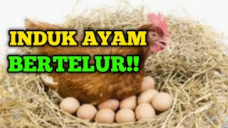 Download lagu SUARA INDUK AYAM SETELAH BERTELUR 🔴