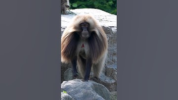 Baboon kill the offspring of females #shorts #short #facts #viral #trending #baboon2wild #baboon