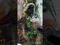 cleaning for Sravana masam#like#share#subscribe#comment#trending