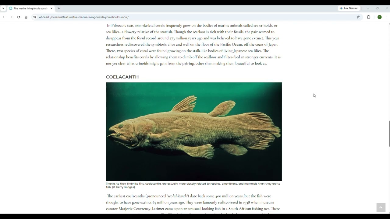 The living million year old fish - YouTube