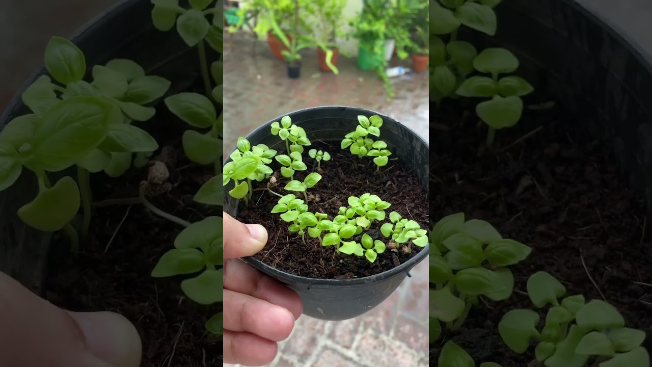 Five herbs for kitchen garden