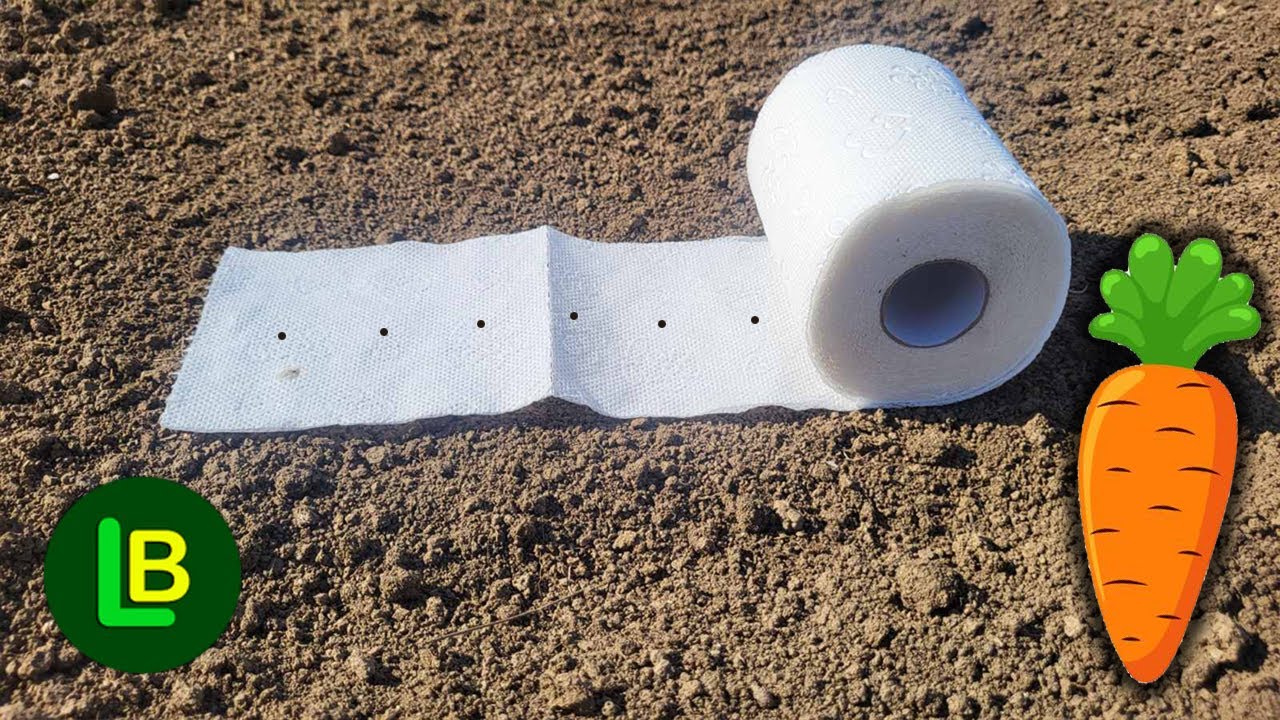 Перед тем, как сеять морковь, петрушку и другие мелкие семена, обязательно сделайте это