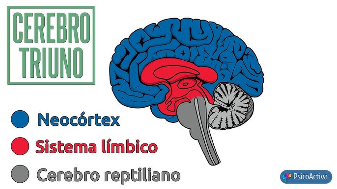 La teoría del Cerebro Triuno