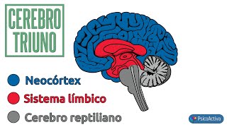 La teoría del cerebro Triuno de Paul MacLean